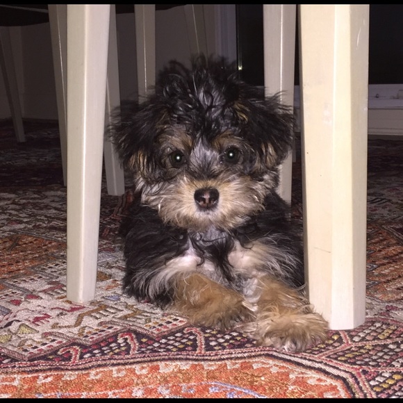 Meet your Posher, Cynthia - Picture 1 of 1